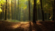 Landscape fall forest nature dappled sunlight Custom Gaming Mat Desk