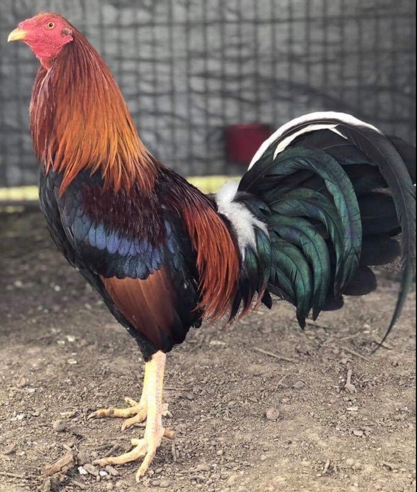 2 Dozen Magnolia State Gamefowl Hatching Eggs. 24 Hour Time Offer Good