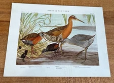 1909 Book Plate #25 Birds of New York Virginia King Rail Louis Agassiz Fuertes