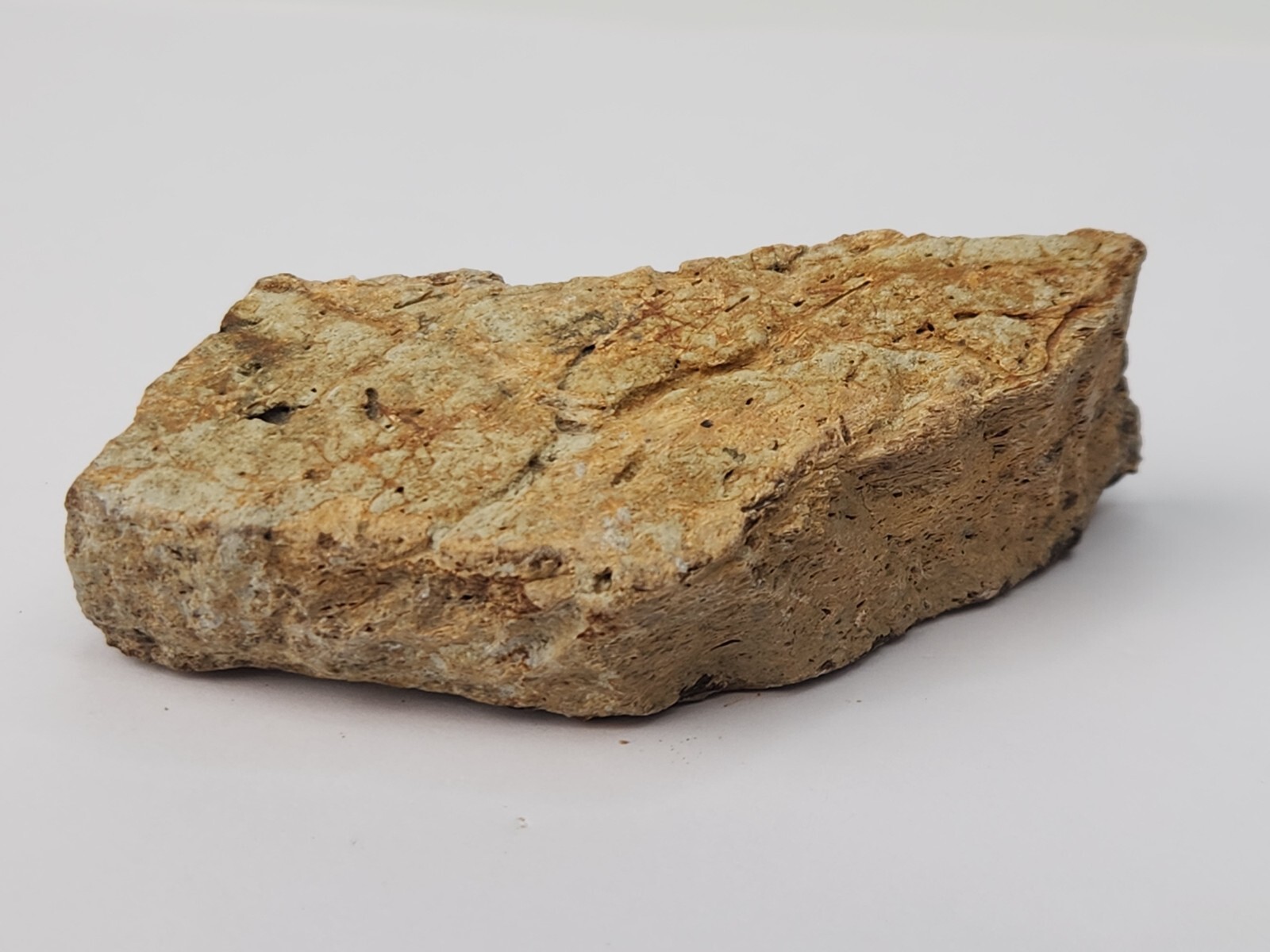 Triceratops Frill Fossil Section Hell Creek Fm. Wibaux County, MT