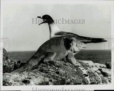 1967 Press Photo A Gull & Iguana Share a Lava Rock, Galapagos Islands