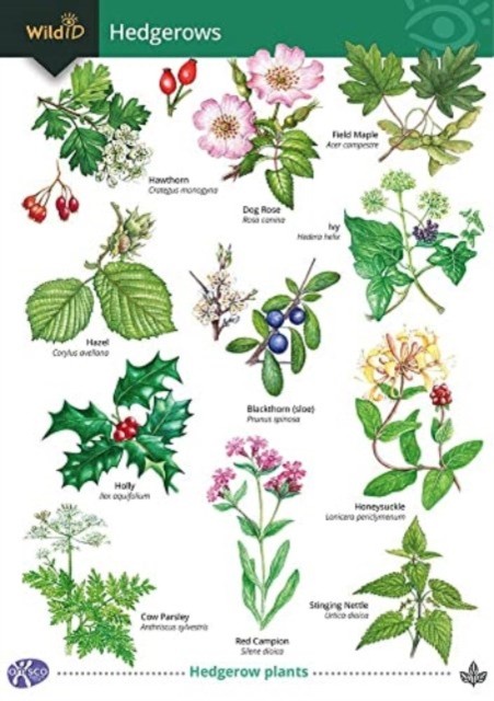 Guide to Hedgerows by Gill Crane (Wallchart) - Image 4