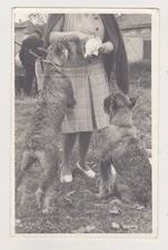 Two Dogs of the Same Breed Awaiting Owner's Reward Snapshot Abstract Unusual