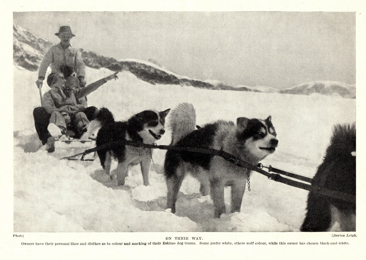 1930s Antique SLED DOG TEAM Dog Print Vintage Dog Sledding Print 3930d