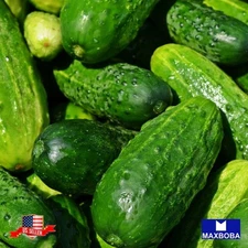 70 Spacemaster 80 Cucumber Fresh Seeds -Non-GMO Heirloom Vegetable