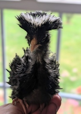 Rare Mystery Fertile Chicken Hatching Eggs (10+)