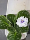 African Violet Plant ~ LF-Khameleon — photo 2