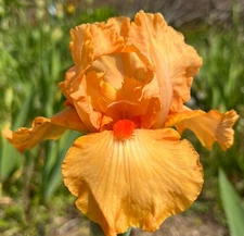 1 - ORANGE HARVEST REBLOOMING GERMAN BEARDED IRIS Bulb Root Rhizome