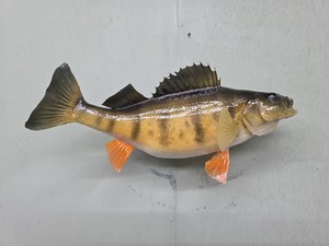 NICE YELLLOW PERCH MOUNT TAXIDERMY FISH MOUNT CABIN CRAPPIE PANFISH YP-112