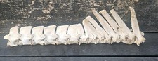 sheep vertebrae spine bone  Taxidermy Art Craft Curio film study gothic 