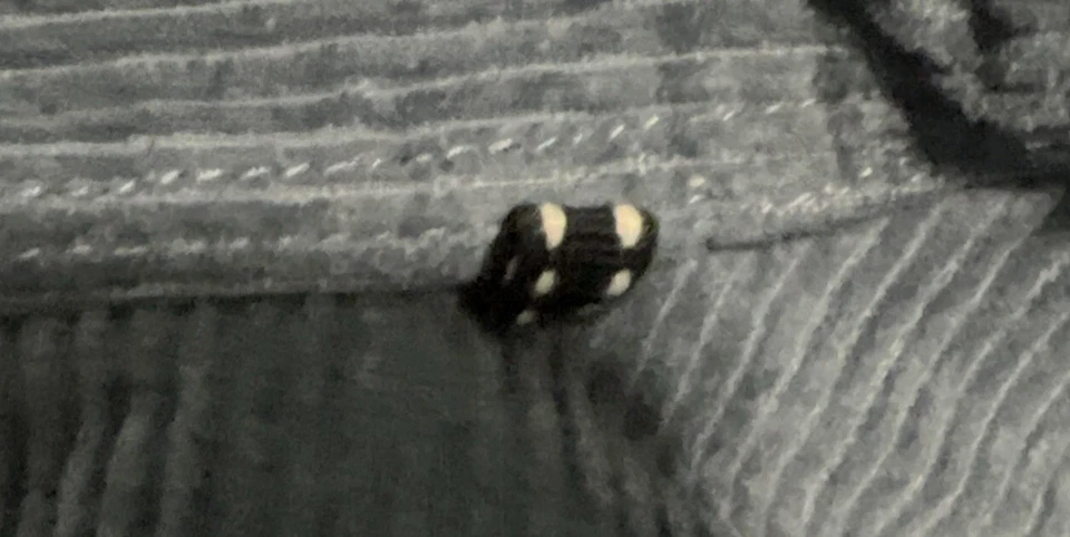 Men's Buffalo David Bitton Corduroy Shirt LSleev 2-Button/2-Seam Pockets Size M - Image 4 of 4