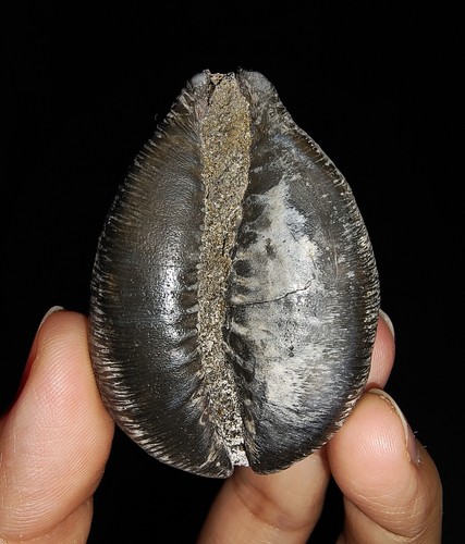 SEA SHELL COWRIE FOSSIL, RARE BLACKISH CYPRAEA BEBERKIRIANA FROM INDONESIA, 50MM - Picture 6 of 7
