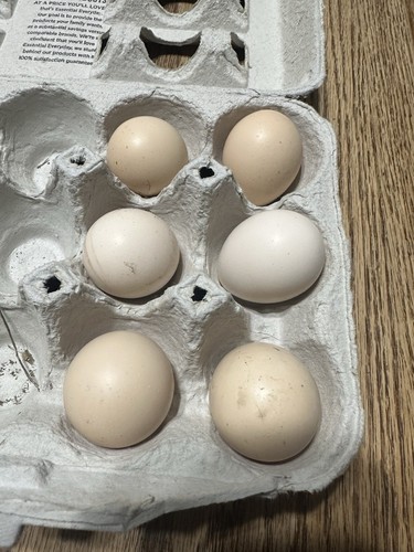6 Red Golden Pheasant Fertile Eggs For Hatching