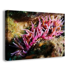 Sea Anemone Picture Ocean Life Underwater Scenery Nature Photo, Coral Reef Art