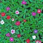 Vinca- Tall Rosea Mix, 100 seeds | TSC: Heirloom & OP seeds, non-GMO, Untreated)