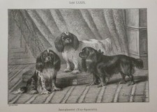 Zwergspaniel Toy Spaniel King Charles Blenheim  Holzstich 1894 Ludwig Beckmann
