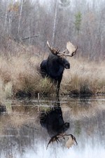 * BULL MOOSE * Wildlife Photo Poster, Multiple sized Poster / Prints
