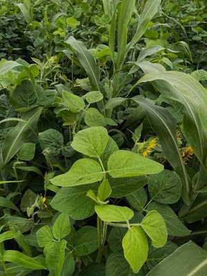 Eagle Seed Buffalo Summer Blend  for Deer | Food Plot Habitat Seed