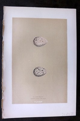Morris 1896 Antique Bird Egg Print. Land Rail 179