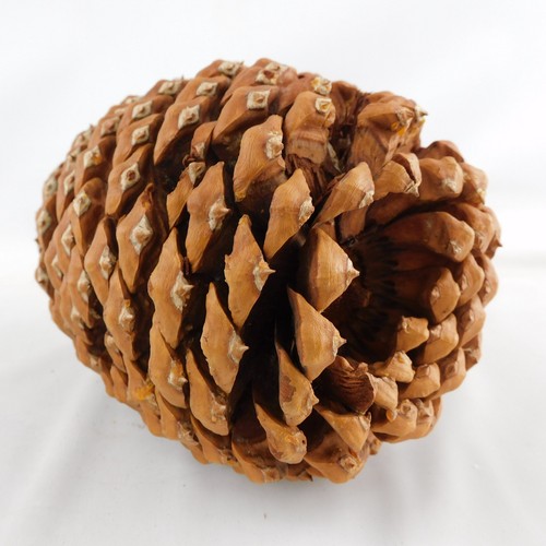Giant Coulter Pinecone 6-1/2" H Crafts Rustic Decor Cabins Weddings VGC - Picture 6 of 6