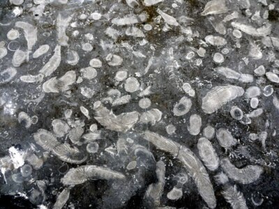 Photo 6x4 Frosterley Marble A polished block of the fossil-bearing limest c2009