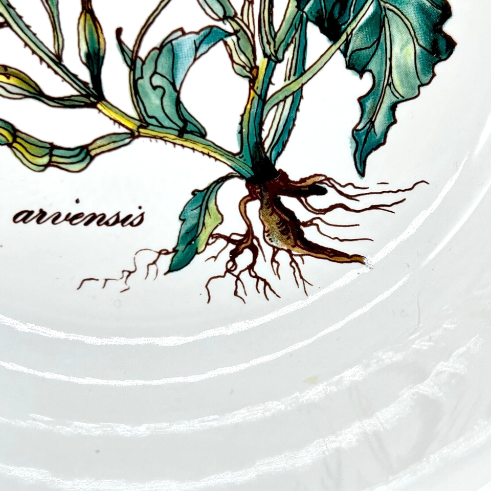 VILLEROY & BOCH BOTANICA EGG POACHER, SINAPIS ARVENSIS, ROOTS, MUSTARD