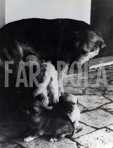 Photo De Presse Vintage - Chien Des Pyrénées, Tirage 21x15 Cm, Italie, Farabola