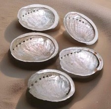 Coquilles D'ormeaux Nacre Naturelle Bretagne Abalone Oreille De Mer ( ref 4 )