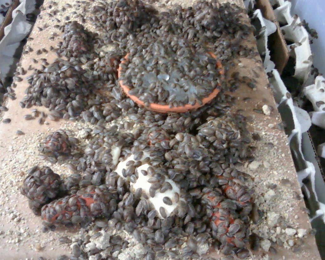 2500+ small dubia roaches 1/4" 3/8" average, free shipping and water crystals! eBay