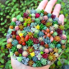 Mixed Mini Succulent Seeds, 100 Seeds