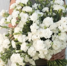 100+ Carnation Jeanne Dionis seeds