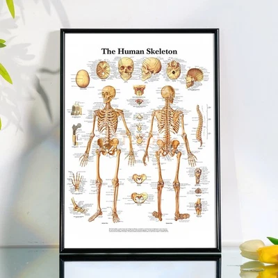 Skeletal System Human Anatomy Poster Unframed Home & Clinic Wall Decor Print - Bild 1 von 4