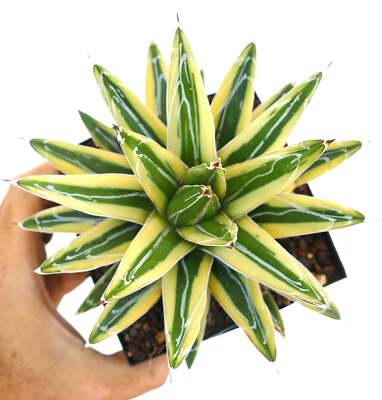 Agave victoriae-reginae cv ''Shin Yuki Yama'' VARIEGATED -