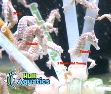 Two Pair of Dwarf Seahorse