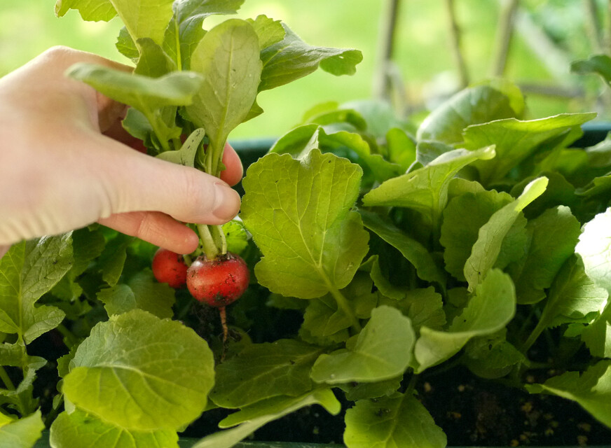 Thumbnail - Bio-gärtnern Am Fensterbrett Birgit Lahner