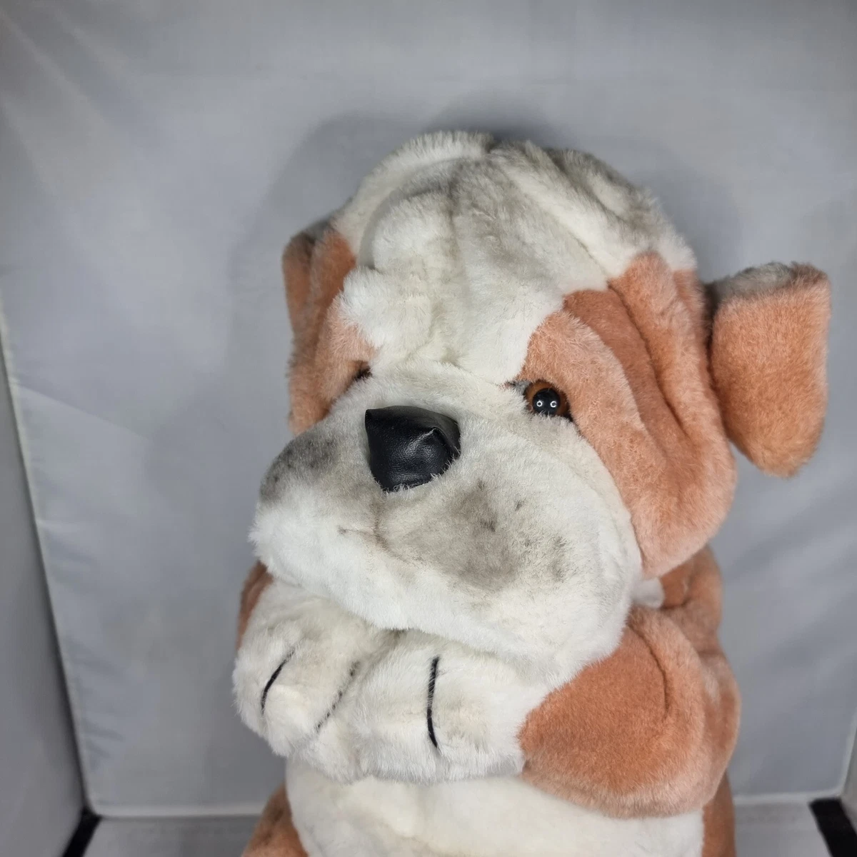 English top bulldog teddy