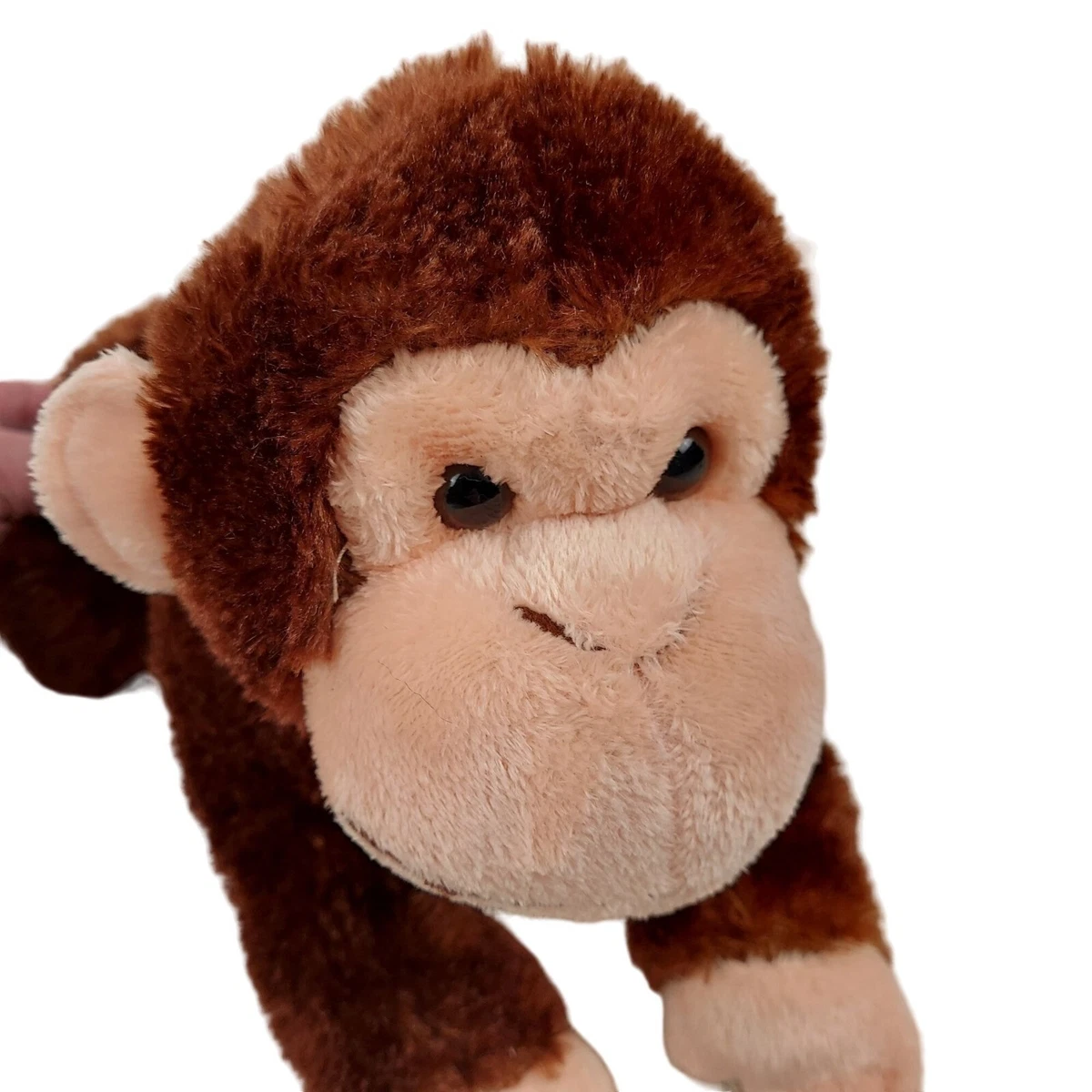 Aurora top world monkey