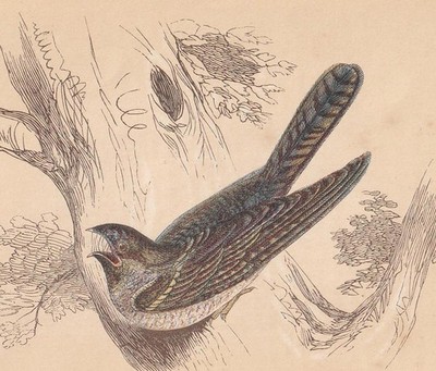 1851 NIGHTJAR Vogel Druck - antike Wandkunst - 6,65 x 4,75 cm