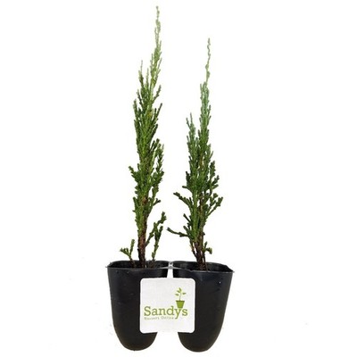 Juniper Scopulorum, Skyrocket Evergreen Tree, Starter Plant Lot of 20