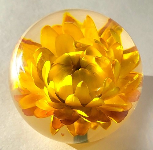 60mm Real Golden Everlasting Daisy in Clear Lucite April Birth Month Flower Gift - Picture 3 of 10