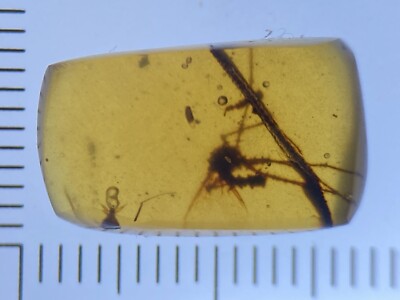 Duo Of Carbonized Insects & Moss Branches, 2 Burmite Amber Fossils, Dates ~98MYO
