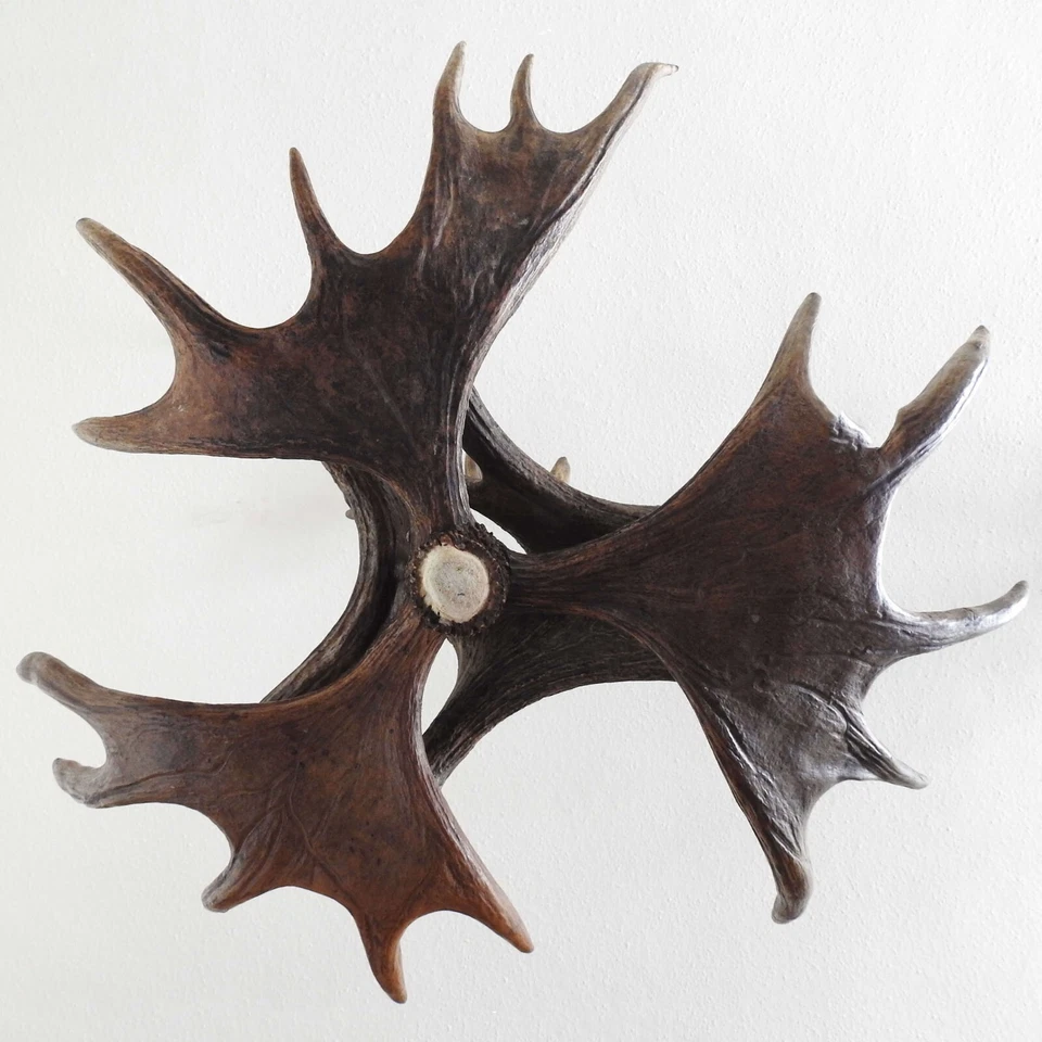 Real Moose Antler Chandelier - Image 2 of 3