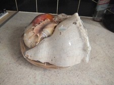 24cm Basket of Large Real Sea Shells Home Decoration | Aquarium | Crafts