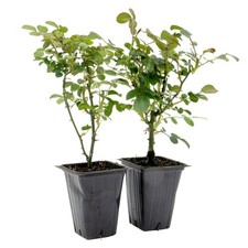 Pink Carpet Rose in 3.5” Nursery Cubes (Rosa ‘Flower Cover Pink’), Live Plants