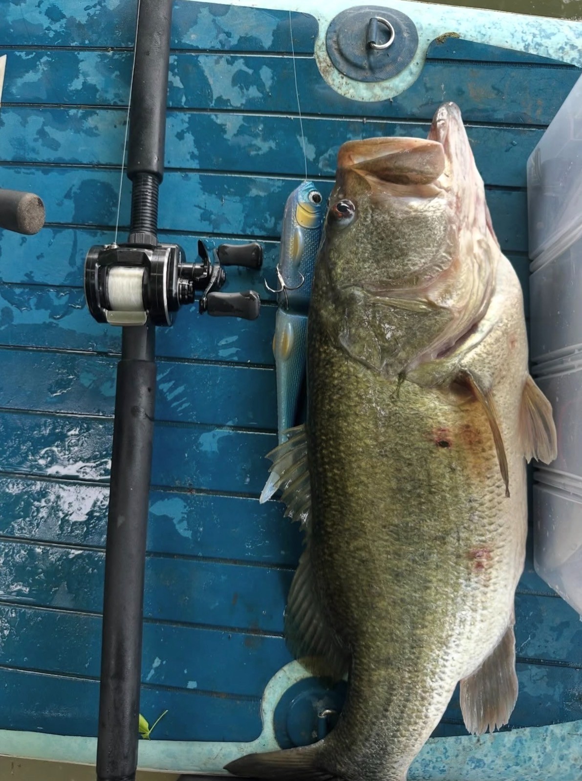 R&R Naughty Lady 10.75