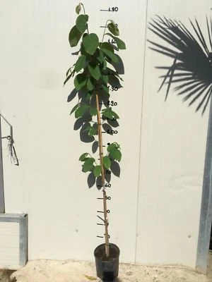 VIVAIO GARDEN FOREST Pianta di Annona cherimola 'Fino de Jete' autofertile