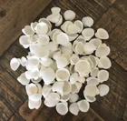 Small Cockle Shells White Rose Craft Shells Beach Wedding Decor Art Crafts 2-3cm