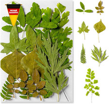 Getrocknete Bl&auml;tter Set f&uuml;r DIY Basteln und Dekorieren - Natur, Farbenvielfalt