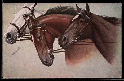 Postcard Three Elegant Horses with Bridle and Different Fur 