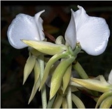 Angraecum comorense species orchid